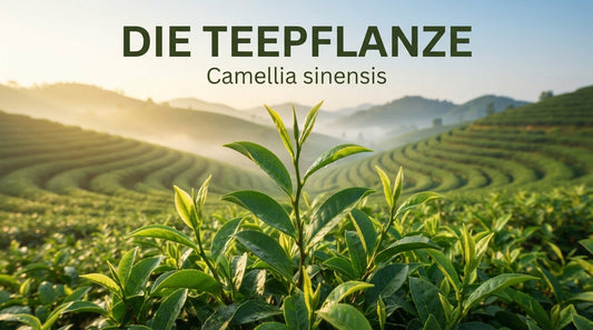 Thumbnail: Im Vordergrund eine detailreiche Teepflanze (Camellia sinensis) mit grünen Blättern. Im Hintergrund ein weitläufiger Teegarten im morgendlichen Sonnenlicht. Oben der Text „DIE TEEPFLANZE – Camellia sinensis