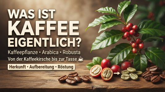 Kaffee-Grundlagen mit Kaffeepflanze, Kaffeekirschen und gerösteten Arabica- und Robusta-Kaffeebohnen