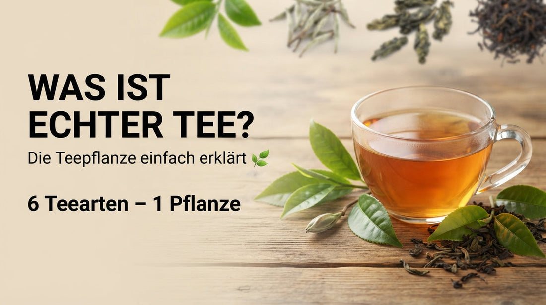 Tee-Grundlagen: Teepflanze Camellia sinensis und verschiedene Teearten wie Grüntee, Weißtee, Oolong und Schwarztee