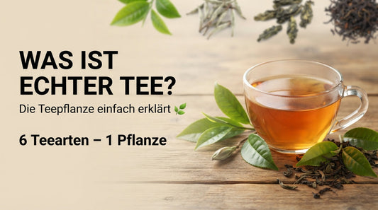 Tee-Grundlagen: Teepflanze Camellia sinensis und verschiedene Teearten wie Grüntee, Weißtee, Oolong und Schwarztee
