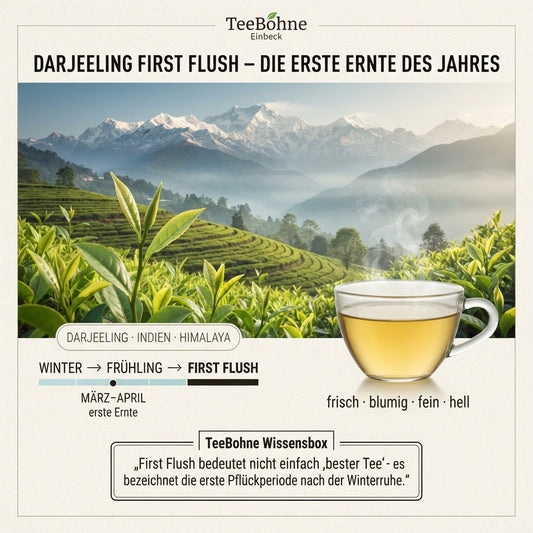 `Hochwertige Infografik von TeeBohne Einbeck über Darjeeling First Flush. Die Grafik zeigt eine realistische Teeplantage in den Darjeeling-Bergen des Himalayas, eingebettet in eine morgendliche Frühlingsstimmung. Sie enthält eine Zeitleiste (Winter-Frühling-First Flush), markiert den Erntezeitraum März–April und beschreibt die charakteristischen Noten (frisch, blumig, fein, hell). Eine Wissensbox erläutert, dass First Flush die erste Pflückperiode nach der Winterruhe beschreibt, ergänzt durch eine Darstellu