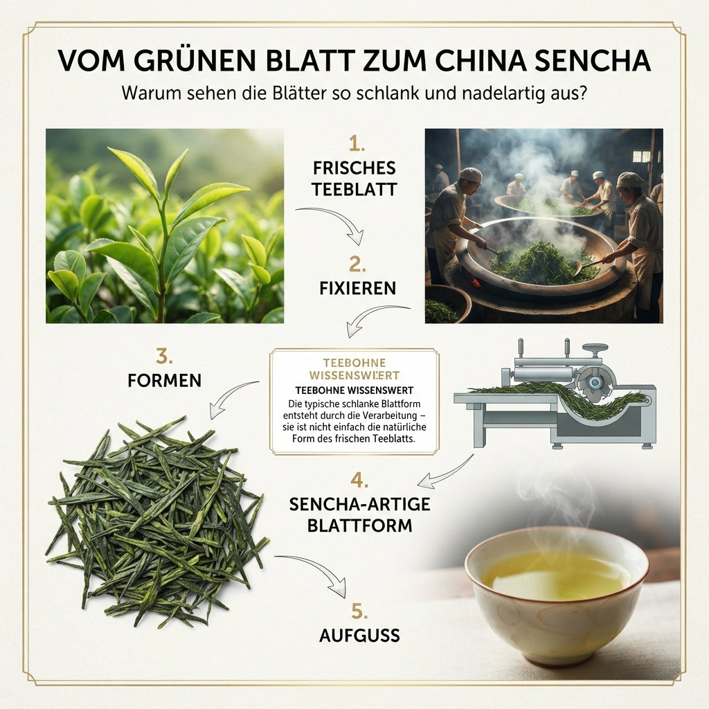 `Wissensinfografik von TeeBohne Einbeck über den Herstellungsprozess von China Sencha: Eine fünfstufige Darstellung vom frischen Teeblatt über das Fixieren und Formen bis hin zur charakteristischen nadelartigen Blattstruktur und dem finalen Aufguss, inklusive Wissensbox zur Entstehung der Blattform.