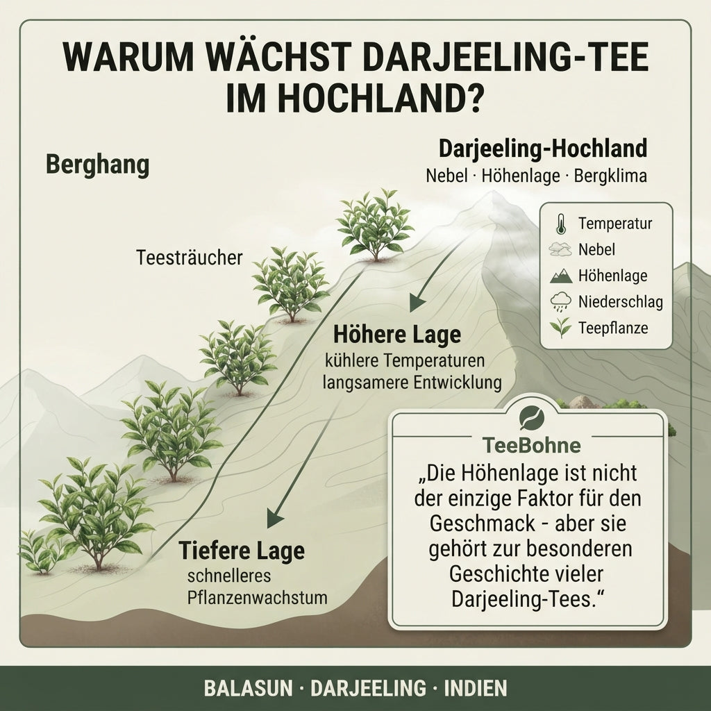 Wissensinfografik von TeeBohne Einbeck: Ein schematischer Querschnitt eines Berghangs veranschaulicht den Einfluss der Höhenlage auf das Wachstum von Darjeeling-Tees, von tieferen Lagen mit schnellerem Wachstum bis hin zum Hochland mit kühleren Temperaturen, Nebel und langsamerer Entwicklung der Teepflanzen.