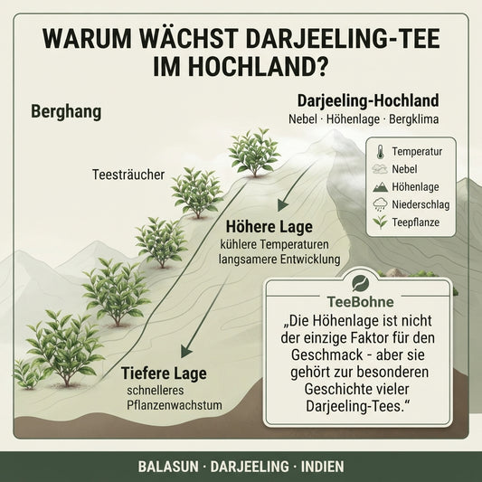 Wissensinfografik von TeeBohne Einbeck: Ein schematischer Querschnitt eines Berghangs veranschaulicht den Einfluss der Höhenlage auf das Wachstum von Darjeeling-Tees, von tieferen Lagen mit schnellerem Wachstum bis hin zum Hochland mit kühleren Temperaturen, Nebel und langsamerer Entwicklung der Teepflanzen.