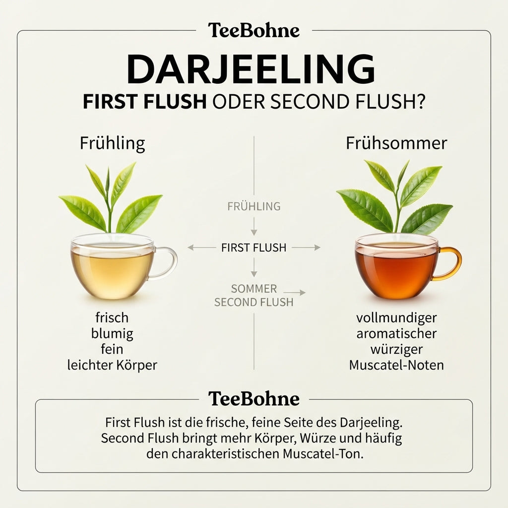 Vergleichs-Infografik von TeeBohne Einbeck: Darjeeling First Flush (Frühling, helle Blätter, frisch & blumig) gegenüber Second Flush (Frühsommer, reiferes Blatt, vollmundig & würzig mit Muscatel-Noten). Die Grafik zeigt eine Zeitleiste und enthält eine Wissensbox, die die sensorischen Unterschiede zwischen den beiden Ernteperioden erläutert, illustriert durch zwei transparente Tassen mit unterschiedlicher Tassenfarbe.