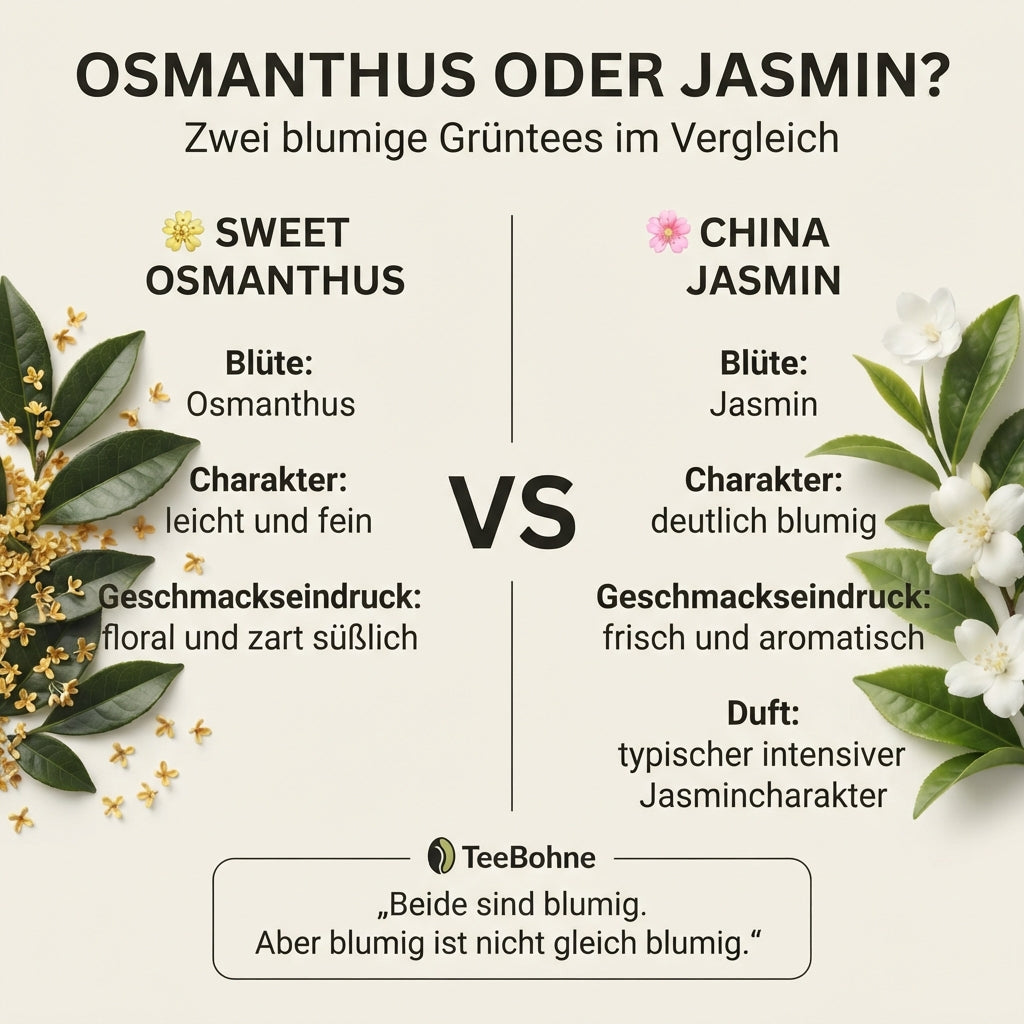 Wissensinfografik von TeeBohne Einbeck, die den Sweet Osmanthus Grüntee und den China Jasmin Grüntee gegenüberstellt: Ein klarer Vergleich der Blüten, Charaktereigenschaften und Geschmacksprofile, illustriert mit realistischen botanischen Darstellungen der Teepflanzen und der jeweiligen Blüten zur einfachen Differenzierung der beiden floralen Teesorten.
