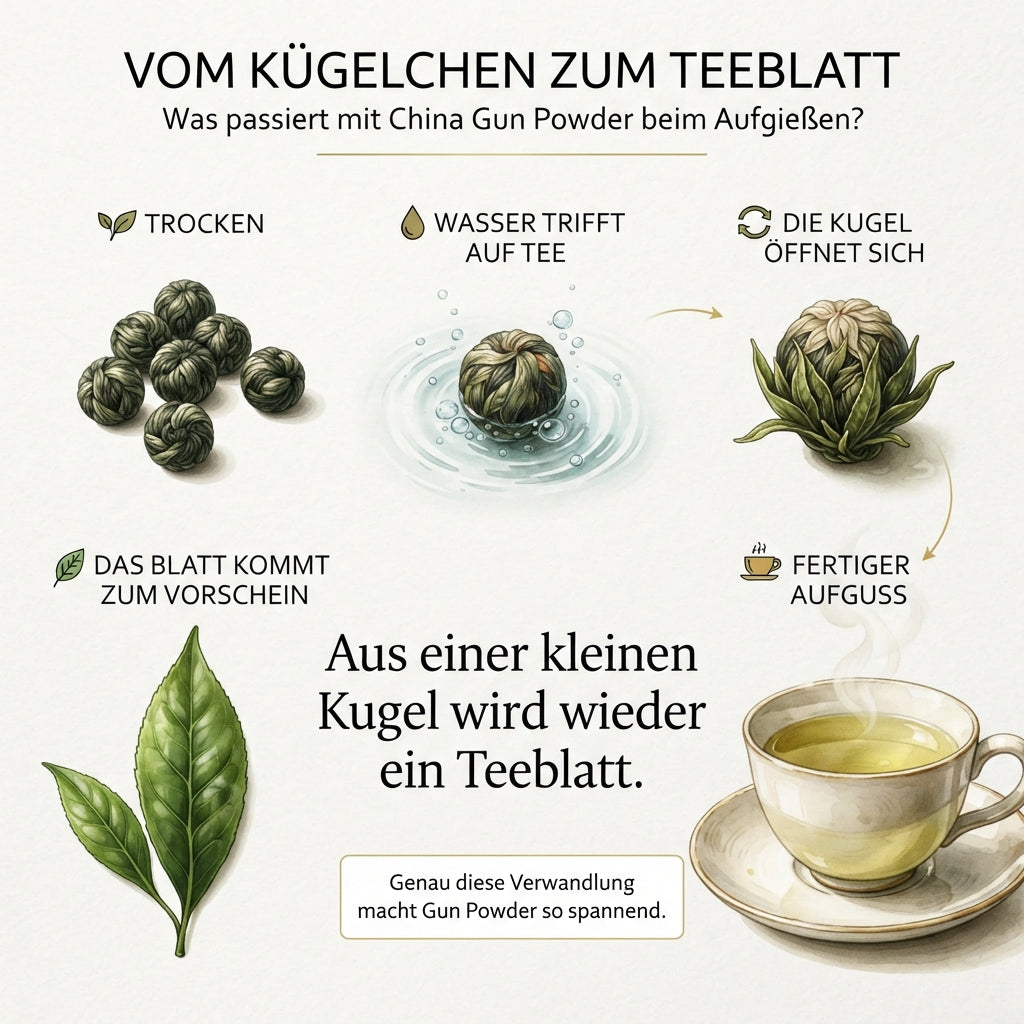 `Infografik-Vergleich von TeeBohne Einbeck: Darstellung der Transformation von Gun-Powder-Tee, wie sich die fest gerollten Teekügelchen beim Aufgießen schrittweise entfalten und wieder ihr ursprüngliches Blattformat annehmen.