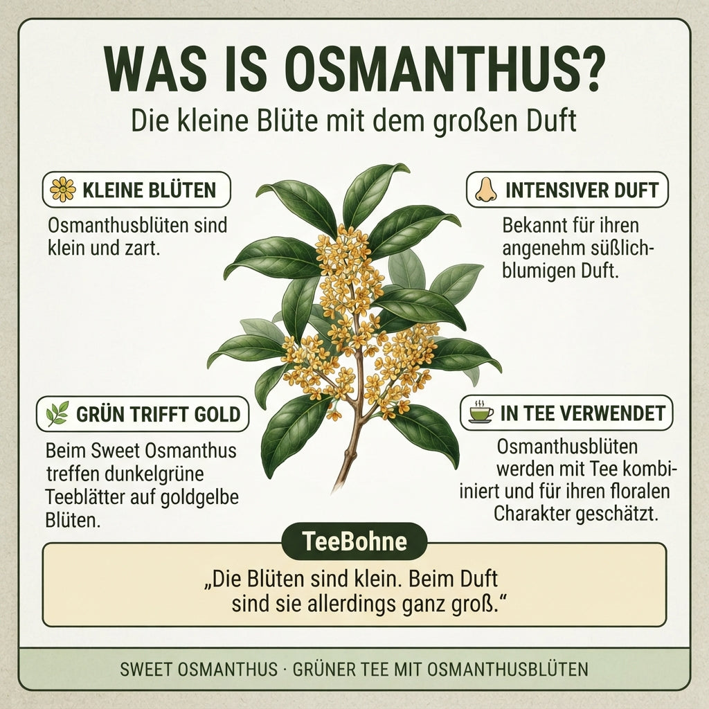 `Wissensinfografik von TeeBohne Einbeck über Osmanthus: Eine botanisch präzise Illustration eines Osmanthuszweigs bildet das Zentrum, umgeben von informativen Abschnitten über die zarten Blüten, den intensiven, süßlich-blumigen Duft und die harmonische Kombination mit Grüntee im "Sweet Osmanthus"-Tee.