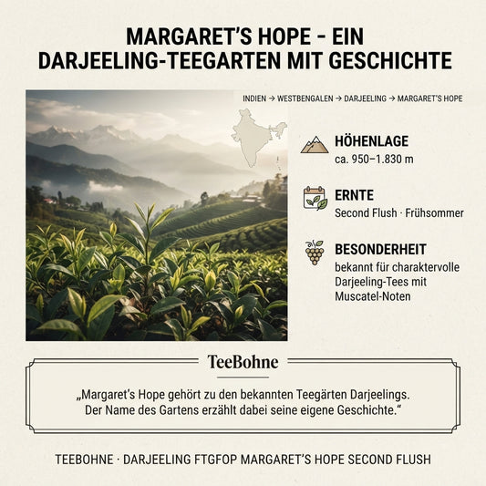 Wissensinfografik von TeeBohne Einbeck über den Teegarten Margaret’s Hope in Darjeeling: Die Grafik zeigt eine atmosphärische Himalaya-Landschaft mit Teepflanzen im Vordergrund, eine geografische Einordnungskarte sowie Fakten zur Höhenlage (950–1.830 m), zur Second Flush Erntezeit und zur Besonderheit des Muskatell-Charakters. Ein historischer Hinweistext ergänzt das Design, das den hochwertigen Charakter des Darjeeling FTGFOP Margaret’s Hope unterstreicht.