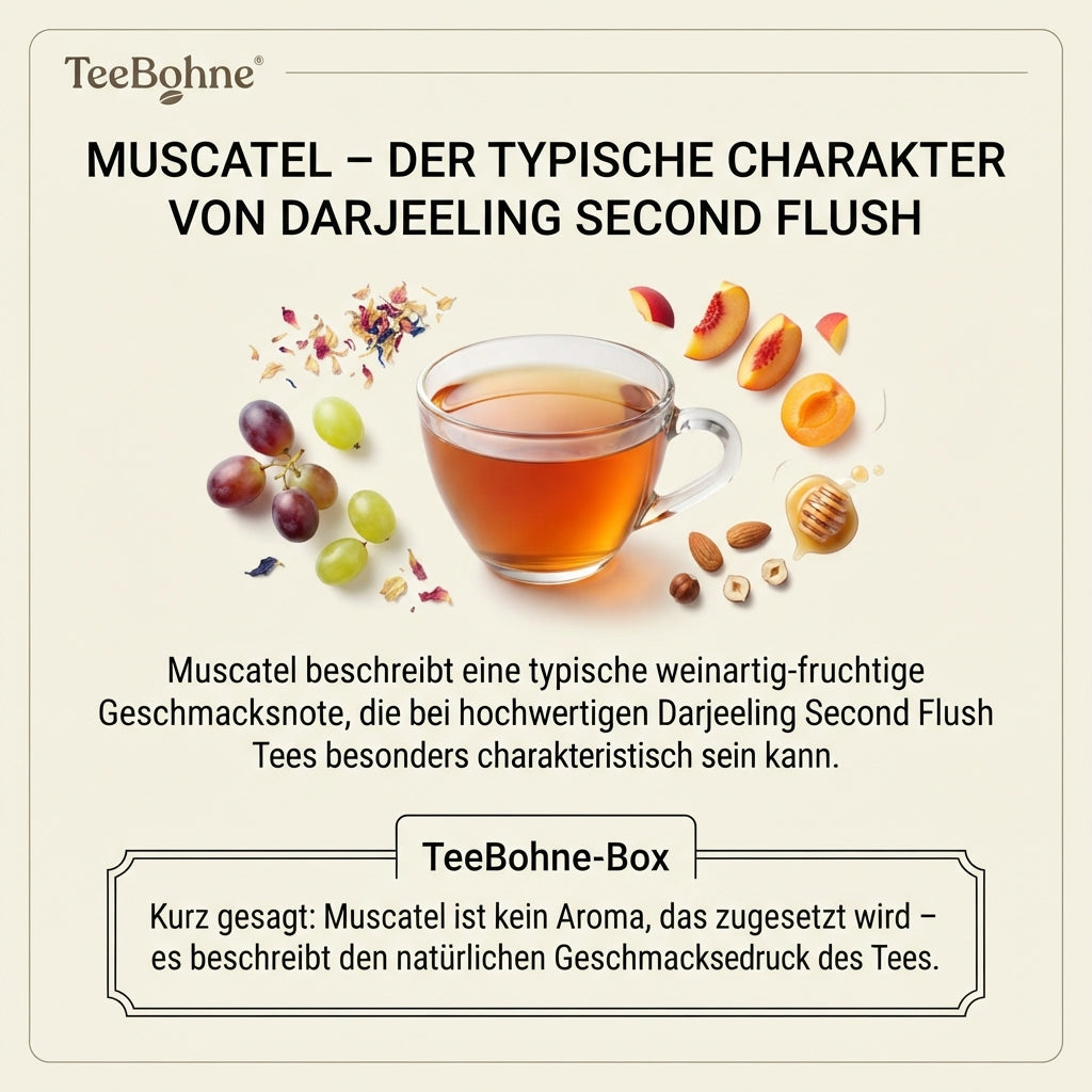 `Wissensinfografik von TeeBohne Einbeck über den Muscatel-Charakter von Darjeeling Second Flush: Im Zentrum steht eine Tasse mit bernsteinfarbenem Tee, umgeben von natürlichen Motiven wie Weintrauben, Früchten, Nüssen und Blüten. Die Grafik erklärt, dass Muscatel eine natürliche, weinartig-fruchtige Geschmacksnote beschreibt und kein zugesetztes Aroma ist. Ein Infokasten erläutert den Begriff kurz und prägnant für Genießer.