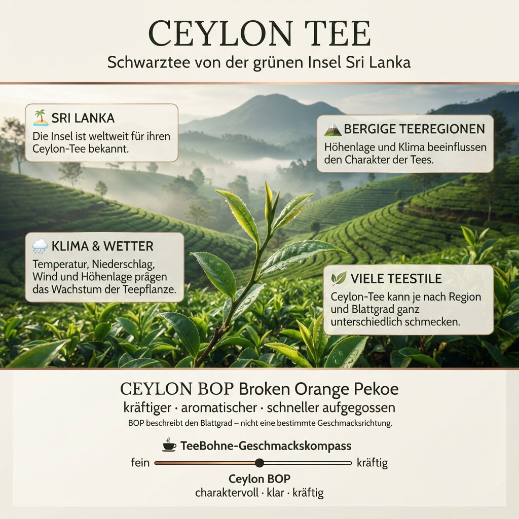 Wissensinfografik von TeeBohne: "CEYLON TEE – Schwarztee von der grünen Insel Sri Lanka". Die Grafik zeigt eine atmosphärische, hochwertige Fotografie üppiger Teeplantagen in den Bergen Sri Lankas unter morgendlichem Nebel. Informative Bereiche erläutern die Bedeutung der Insel, die bergigen Teeregionen, das Klima und die Vielfalt der Teestile. Ein unterer Infobereich ordnet den "Ceylon BOP" mit dem TeeBohne-Geschmackskompass als charaktervoll und kräftig ein. Das edle Design in Naturtönen, Creme und Gold u