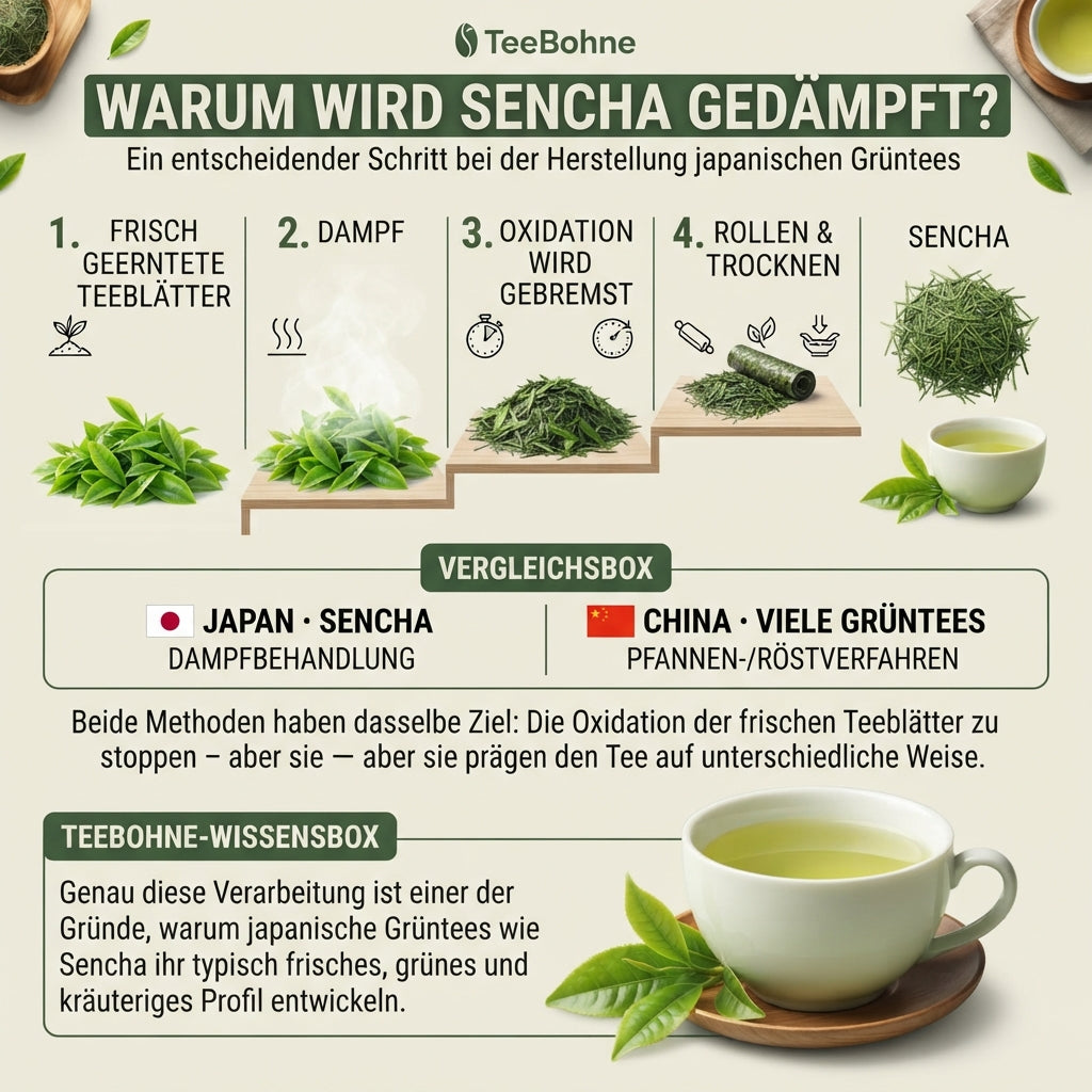 Wissensinfografik von TeeBohne zur Herstellung von japanischem Sencha-Tee: Die Grafik veranschaulicht den Prozess der Dampfbehandlung in vier Schritten, erklärt den Unterschied zwischen japanischen Dämpf- und chinesischen Pfannenverfahren und beschreibt, wie das Dämpfen das typische frische, grüne und kräuterige Profil des Sencha prägt.