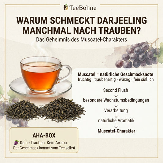 Wissensinfografik von TeeBohne: "WARUM SCHMECKT DARJEELING MANCHMAL NACH TRAUBEN? – Das Geheimnis des Muscatel-Charakters". Die Grafik zeigt eine elegante Tasse Darjeeling Second Flush sowie lose Teeblätter. Eine Infobox und ein Pfeilschema erklären, dass der "Muscatel"-Charakter eine rein natürliche Eigenschaft des Tees ist, die durch Wachstumsbedingungen und Verarbeitung entsteht. Eine "AHA-BOX" stellt unmissverständlich klar, dass keine Trauben oder künstliche Aromen enthalten sind. Das edle Design in Cr