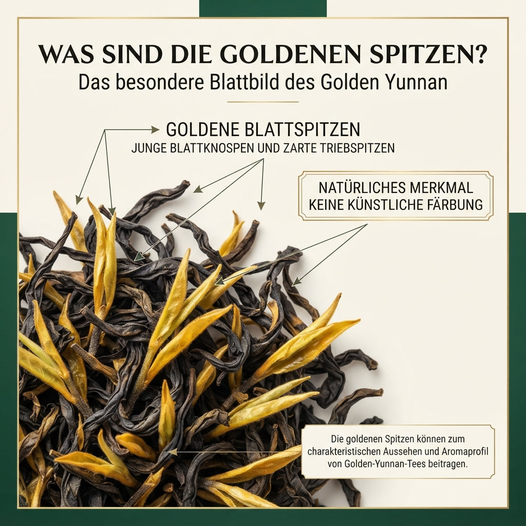 Infografik von TeeBohne: "WAS SIND DIE GOLDENEN SPITZEN? Das besondere Blattbild des Golden Yunnan". Die Grafik zeigt eine extrem detaillierte Makroaufnahme von China Golden Yunnan Schwarztee, bei der dunkle Blätter mit deutlich sichtbaren, goldfarbenen jungen Blattknospen und zarten Triebspitzen durch grafische Pfeile hervorgehoben werden. Eine Infobox klärt auf, dass es sich um ein natürliches Merkmal ohne künstliche Färbung handelt, und eine weitere Box erklärt den Beitrag zum charakteristischen Aussehen