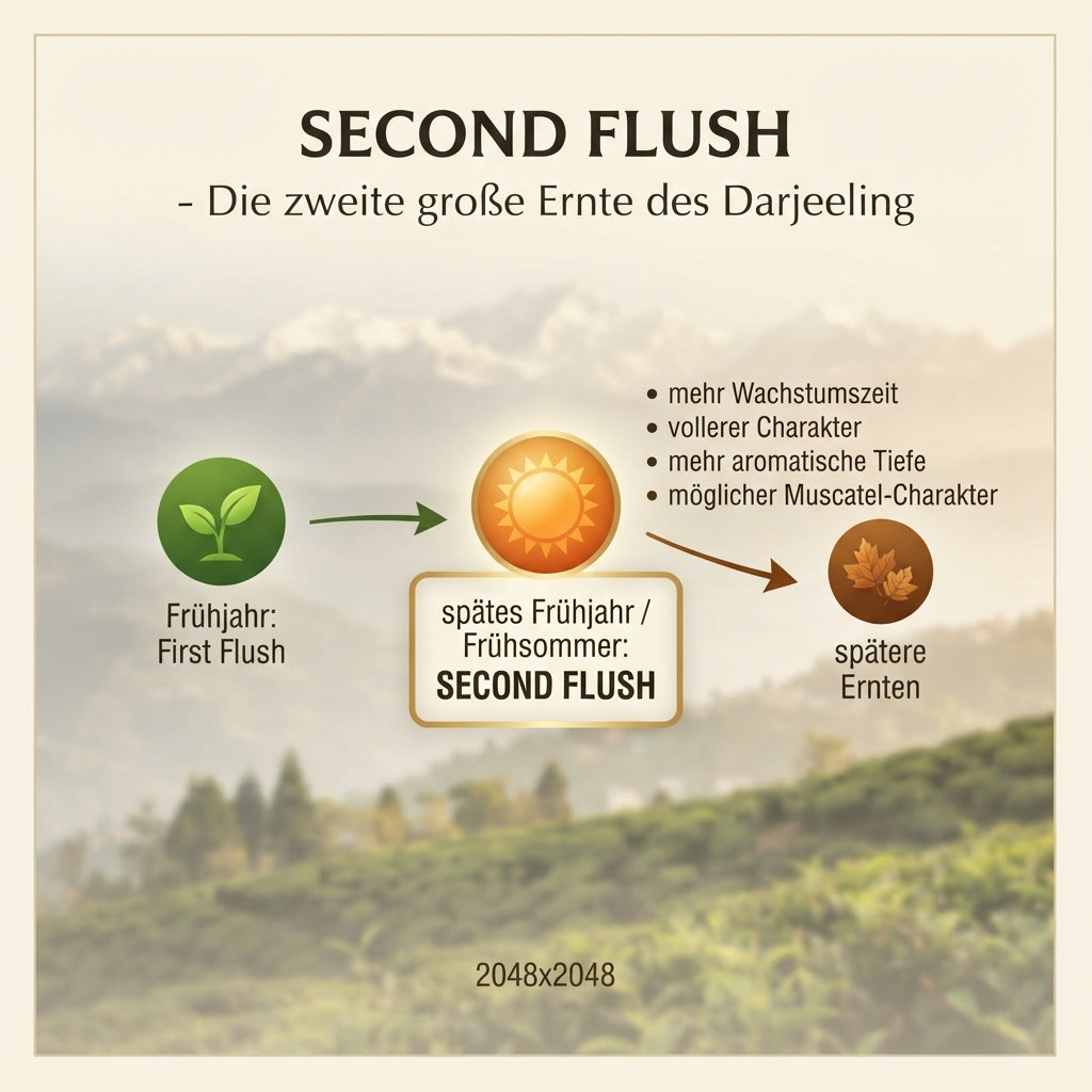 `Wissensinfografik von TeeBohne: "SECOND FLUSH – Die zweite große Ernte des Darjeeling". Eine realistische Jahreslinie zeigt den Second Flush als die Ernteperiode zwischen dem frühlingshaften First Flush und den späteren Ernten. Die Grafik hebt die Merkmale des Second Flush hervor, wie den volleren Charakter, die aromatische Tiefe und den möglichen Muscatel-Charakter, die durch die längere Wachstumszeit begünstigt werden. Die atmosphärische Darstellung der Darjeeling-Teegärten im Hintergrund unterstreicht d