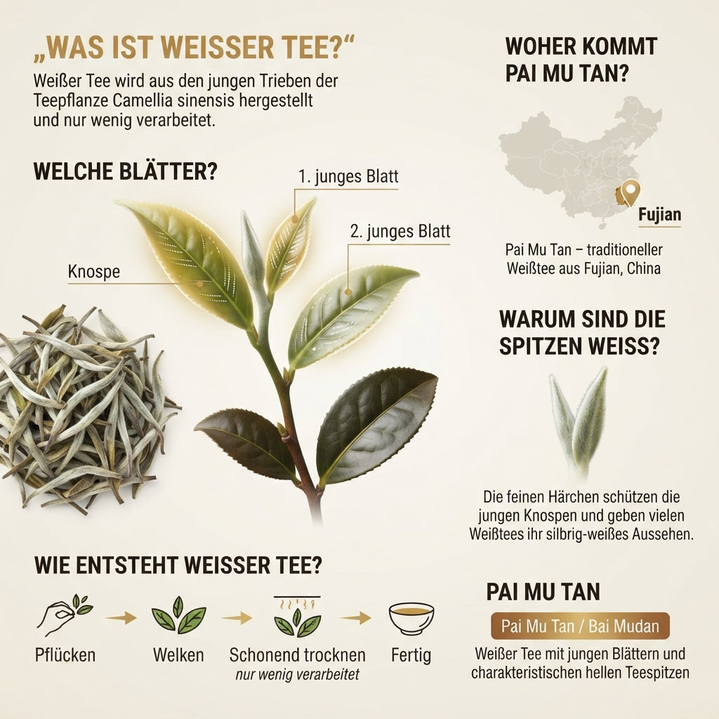 Infografik erklärt Weißen Tee, das Teeblatt der Camellia sinensis, junge Knospen und Blätter sowie die Herkunft von Pai Mu Tan