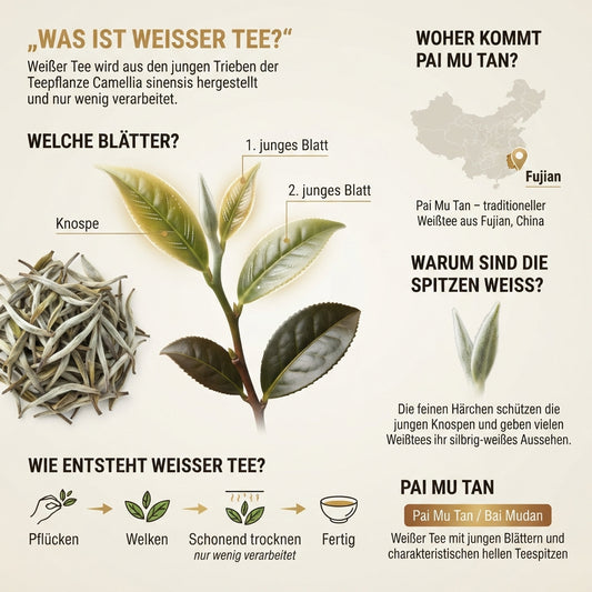 Infografik erklärt Weißen Tee, das Teeblatt der Camellia sinensis, junge Knospen und Blätter sowie die Herkunft von Pai Mu Tan
